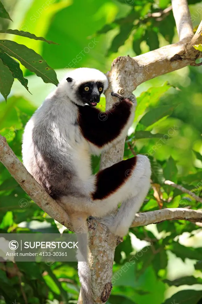 Coquerel Sifaka, Propithecus coquereli, Madagascar, Africa, on tree