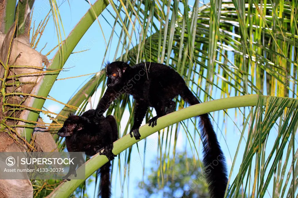 Black Lemur, Eulemur macaco, Nosy Komba, Madagascar, Africa, two males
