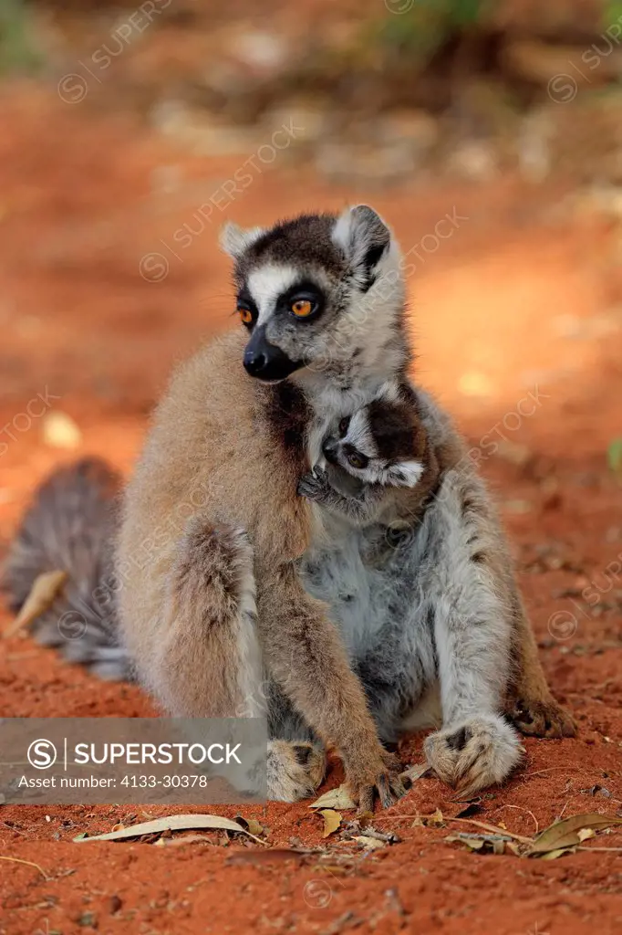 Ring Tailed Lemur, Lemur catta, Berenty Reserve, Madagascar, Africa, adult with young