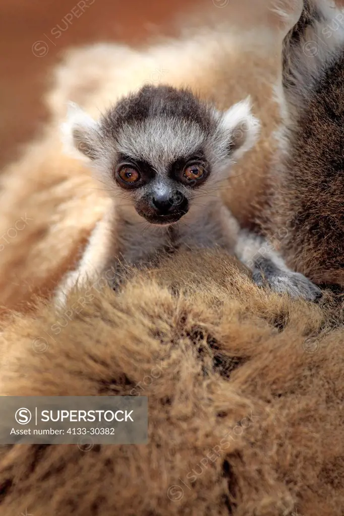 Ring Tailed Lemur, Lemur catta, Berenty Reserve, Madagascar, Africa, young