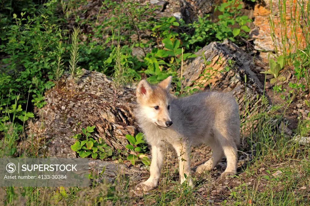 Gray Wolf,Canis lupus,Montana,USA,North America,young eight weeks old