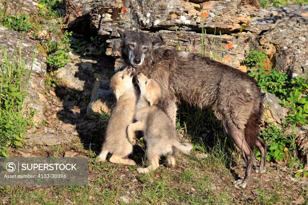 Gray Wolf,Canis lupus,Montana,USA,North America,adult female with youngs eight weeks old begging for food