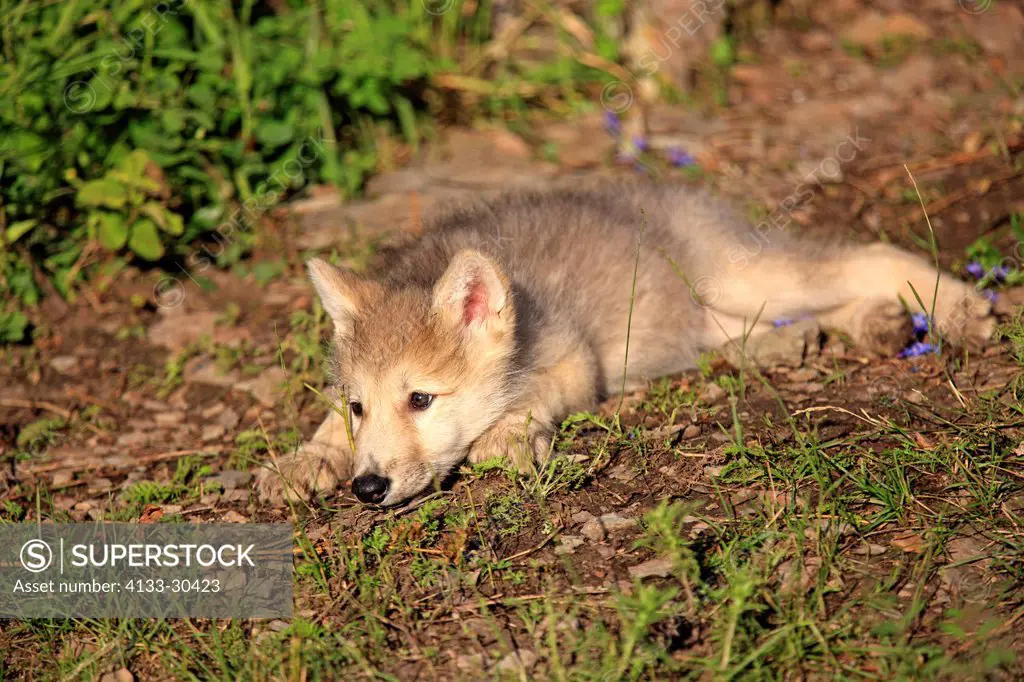 Gray Wolf,Canis lupus,Montana,USA,North America,young eight weeks old portrait