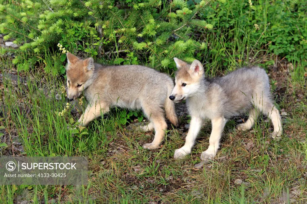 Gray Wolf,Canis lupus,Montana,USA,North America,two youngs eight weeks old