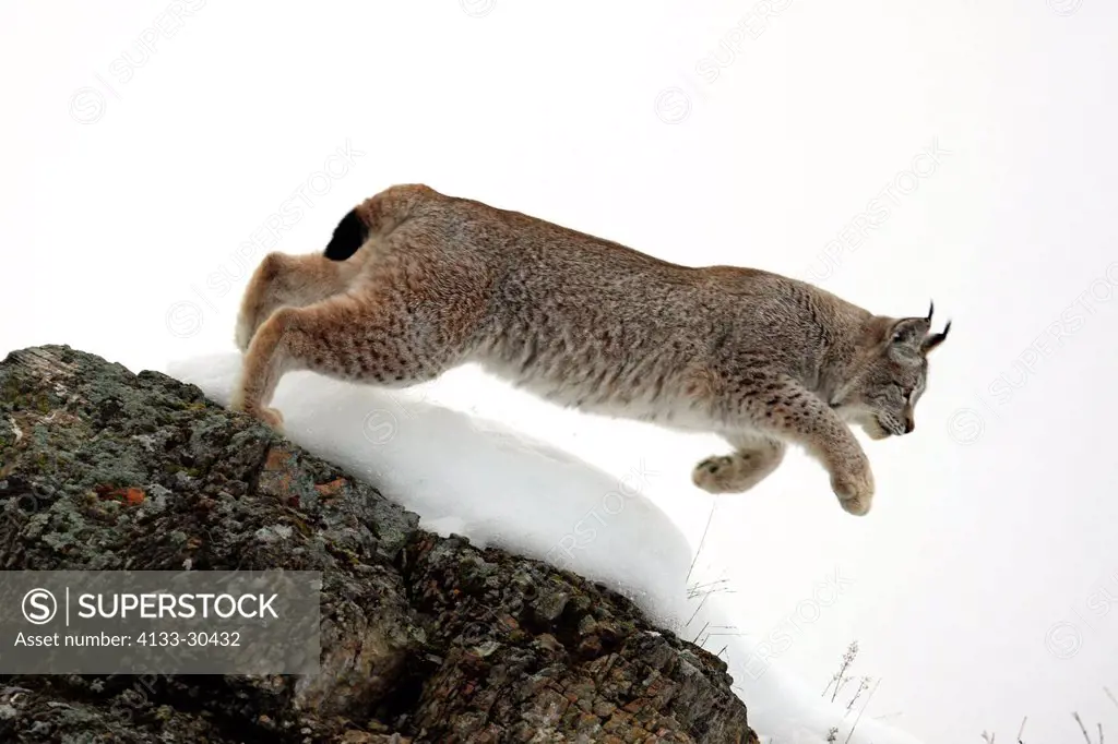 European Lynx,Felis lynx,Montana,North America,USA,adult hunting in winter in snow