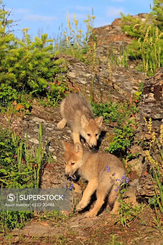 Gray Wolf,Canis lupus,Montana,USA,North America,two youngs eight weeks old