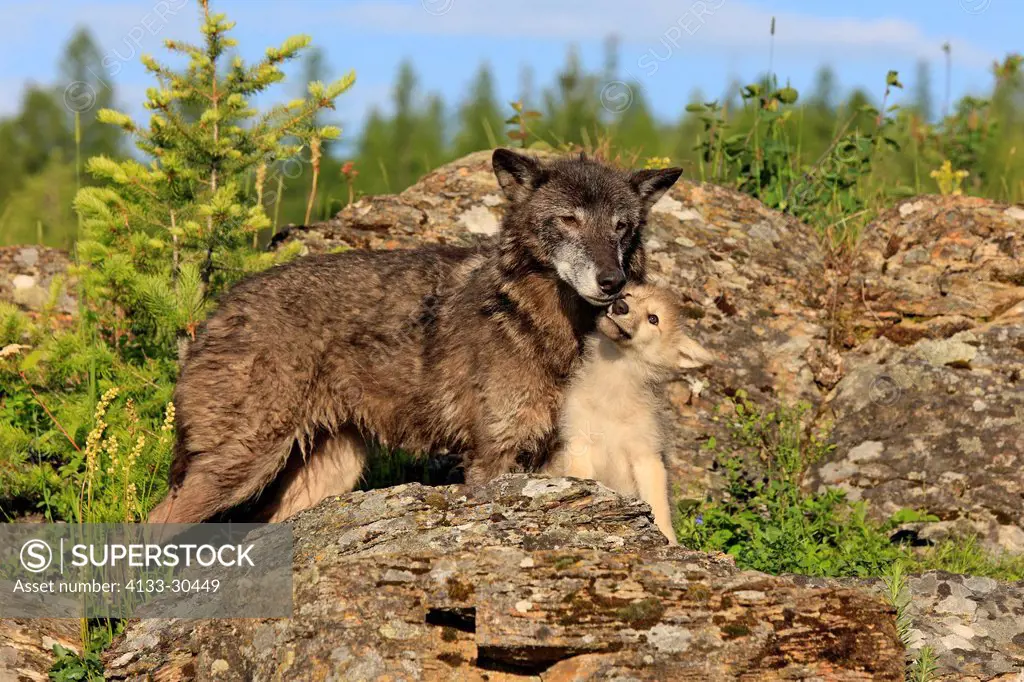 Gray Wolf,Canis lupus,Montana,USA,North America,adult female with young eight weeks old begging for food