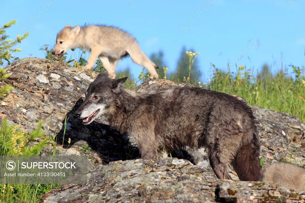 Gray Wolf,Canis lupus,Montana,USA,North America,adult female with young eight weeks old