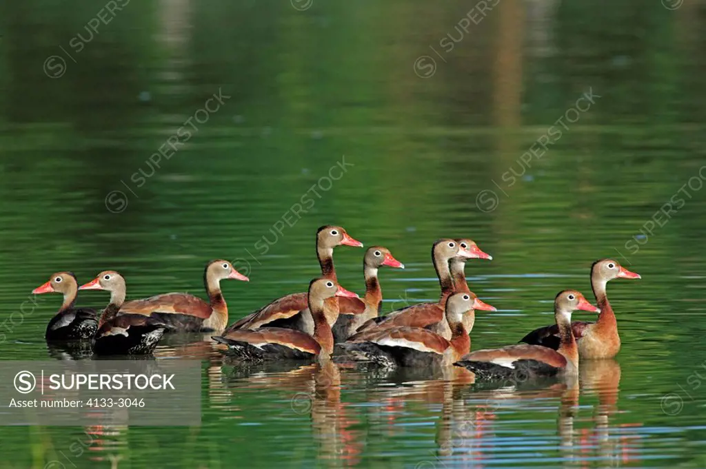 Black-Bellied Whistling Duck,Dendrocygna autumnalis,Pantanal,Brazil,adults,group,in water,swimming,South America