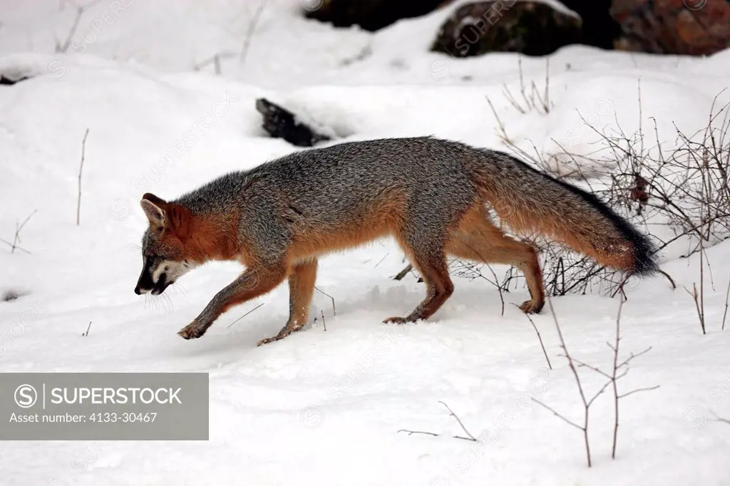 Gray fox,Urocyon cinereoargenteus,Montana,USA,North America,adult searching for food in snow
