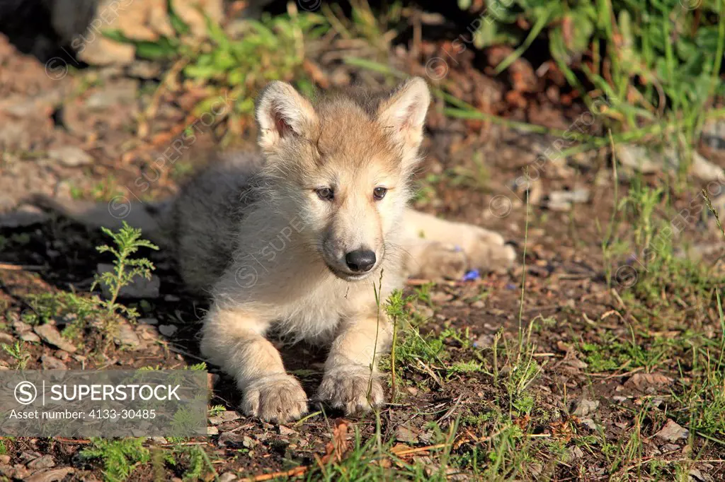 Gray Wolf,Canis lupus,Montana,USA,North America,young eight weeks old portrait