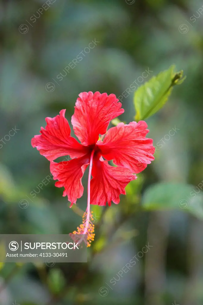 Hibiscus,Hibiscus,Roatan,Honduras,blooming
