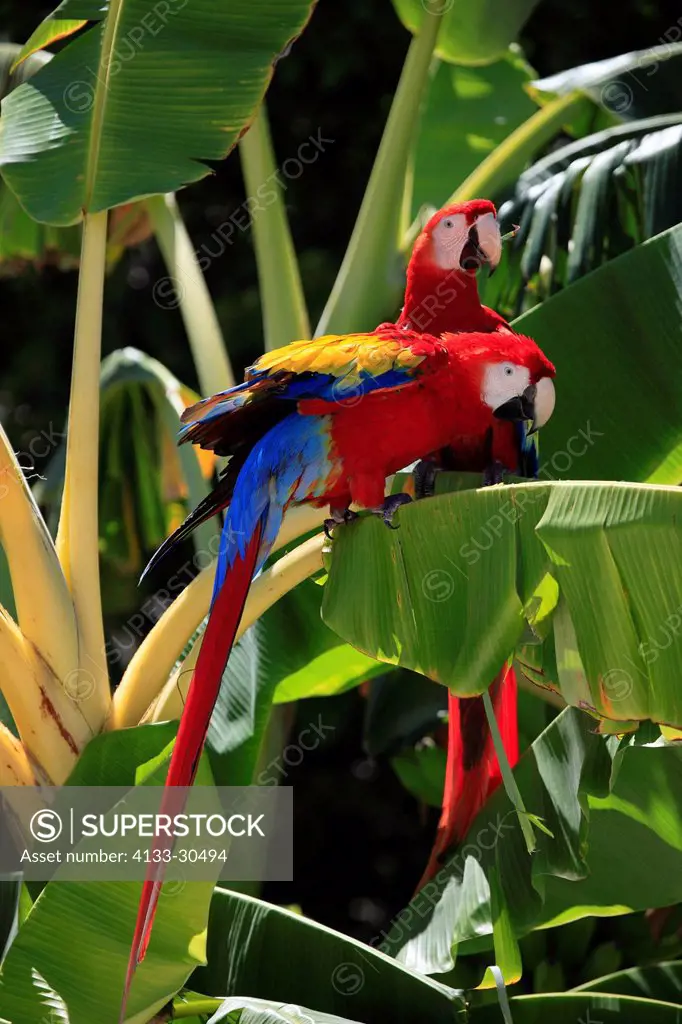 Scarlet Macaw,Ara macao,Roatan,Honduras,Caribbean,Central America,Latin America,two adults banana plant