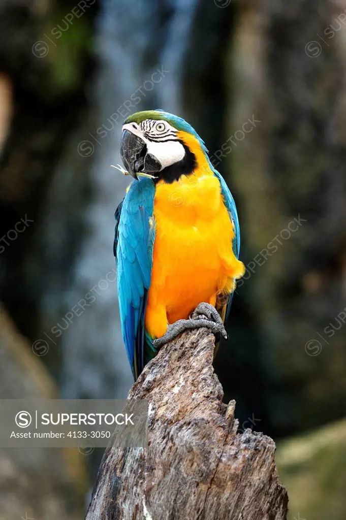 Blue and Yellow Macaw,Ara ararauna,South America,adult,on look_out,feeding,waterfall in background