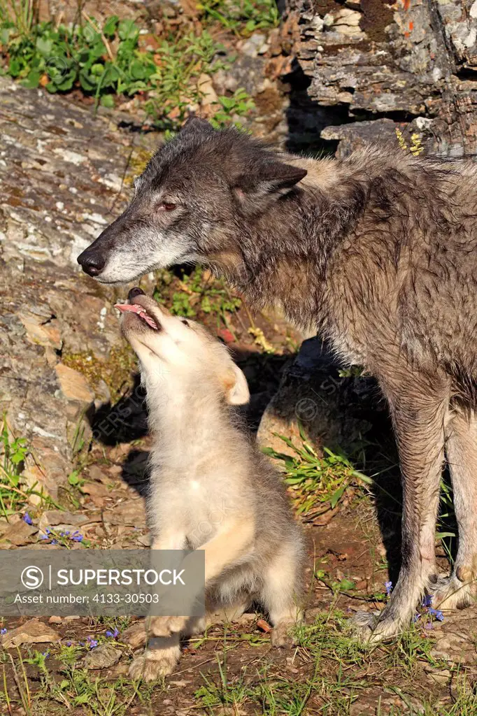 Gray Wolf,Canis lupus,Montana,USA,North America,adult female with young eight weeks old begging for food
