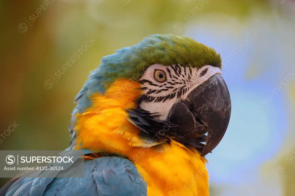 Blue and Yellow Macaw,Ara ararauna,South America,adult portrait