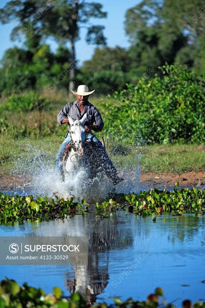 Pantanal Cowboy,Pantaneiro,Horse,Pantaneiro Horse,Pantanal,Brazil,riding,crossing water
