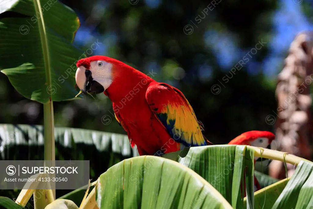 Scarlet Macaw,Ara macao,Roatan,Honduras,Caribbean,Central America,Latin America,adult feeding on banana plant