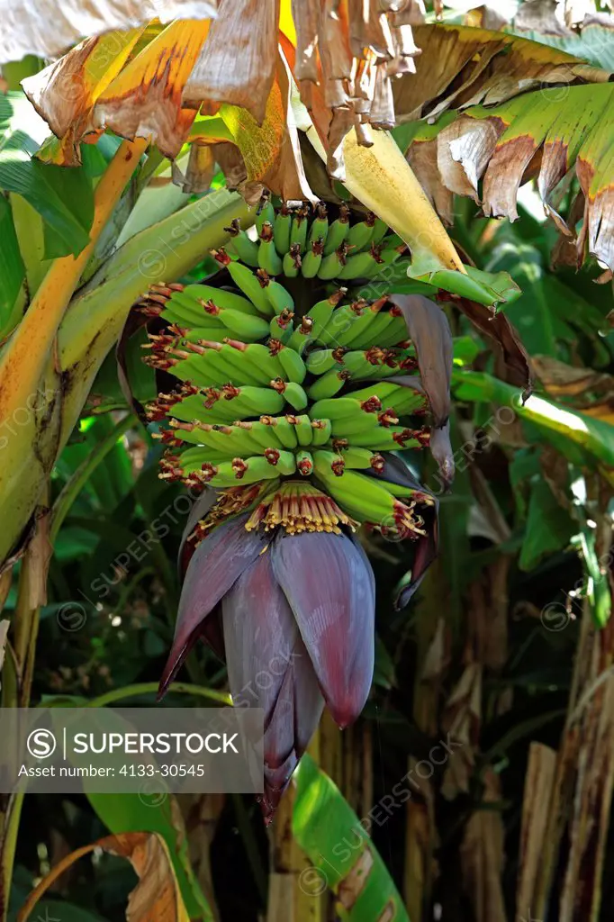 Banana Plant,Musa x paradisiaca,Roatan,Honduras,Caribbean,Central America,Latin America,young fruits on bush
