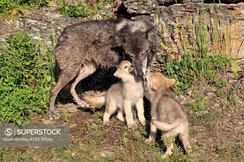 Gray Wolf,Canis lupus,Montana,USA,North America,adult female with youngs eight weeks old begging for food