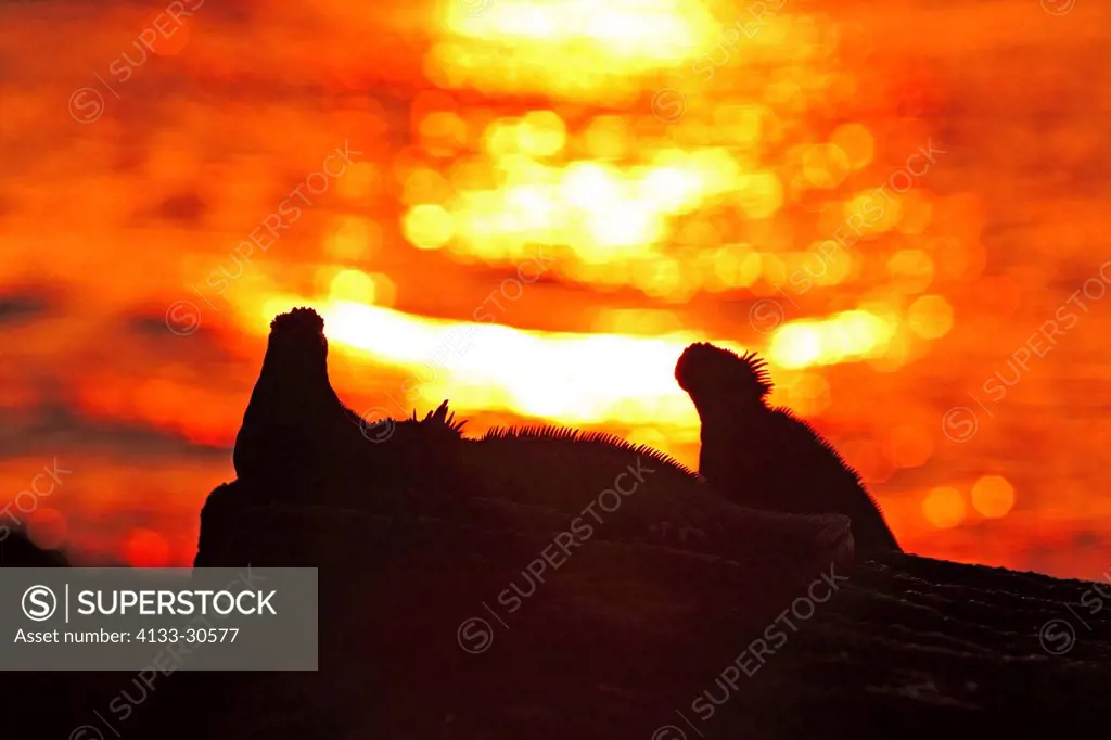 Marine Iguana,Amblyrhynchus cristatus,Galapagos Islands,Ecuador,adults,group,at water,on shore,on rock,sunset