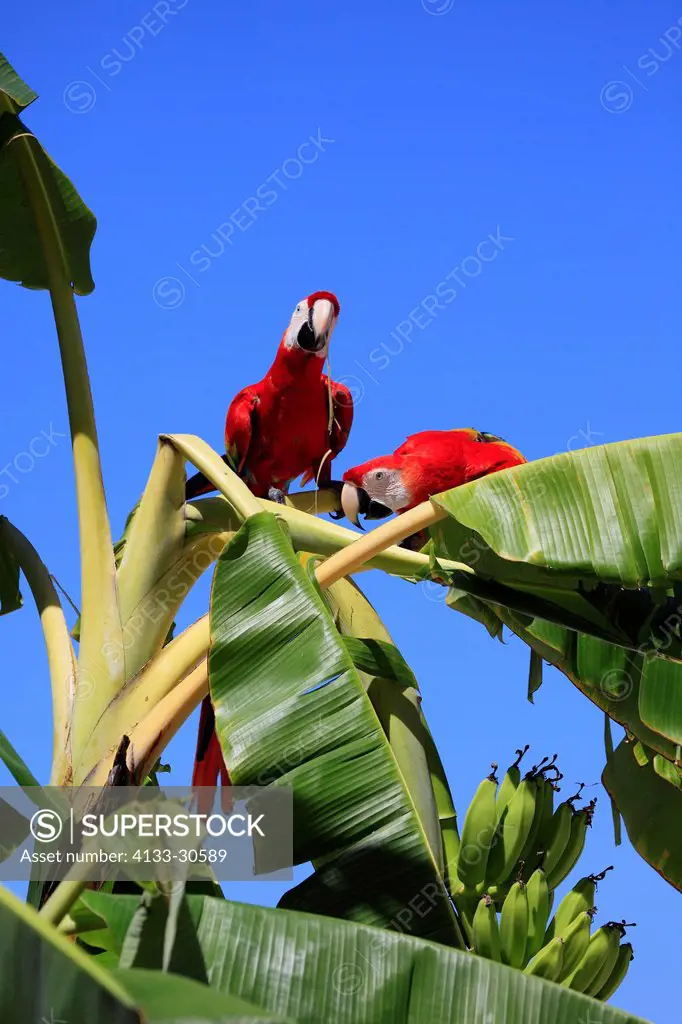 Scarlet Macaw,Ara macao,Roatan,Honduras,Caribbean,Central America,Latin America,two adults on banana plant