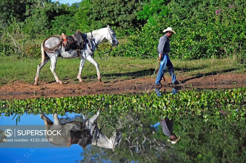 Pantanal Cowboy,Pantaneiro,Horse,Pantaneiro Horse,Pantanal,Brazil,horse guiding