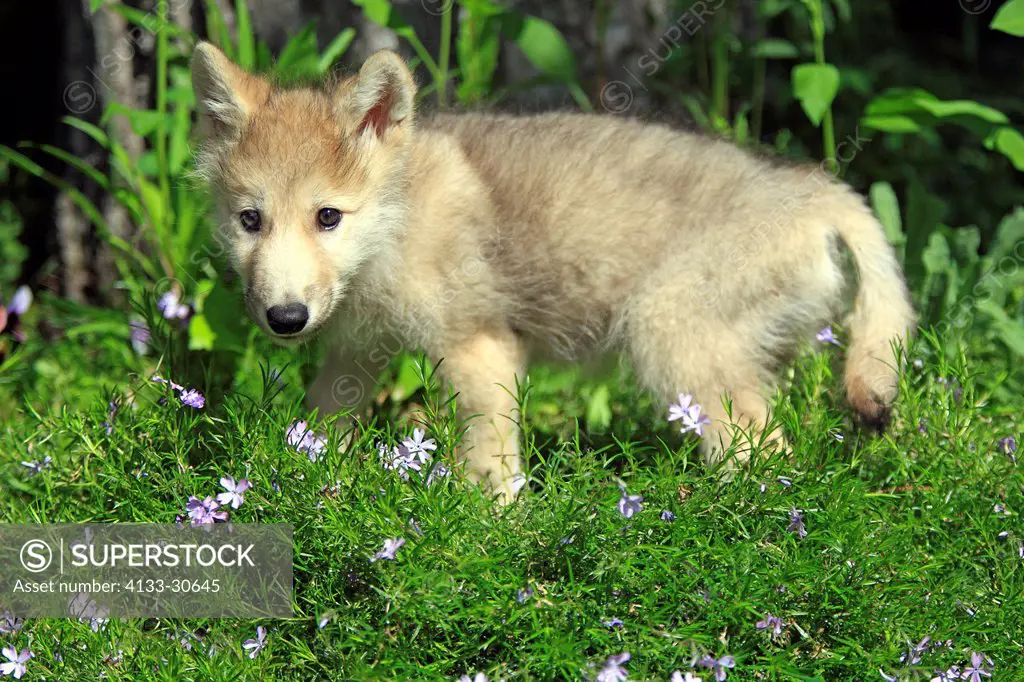 Gray Wolf,Canis lupus,Montana,USA,North America,young eight weeks old in meadow