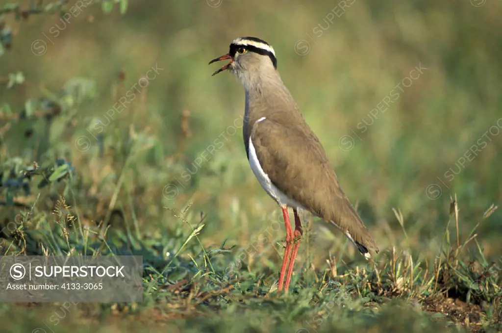 Crowned Plover , Vanellus coronatus , Samburu Game Reserve , Kenya , Africa , Africa , adult calling