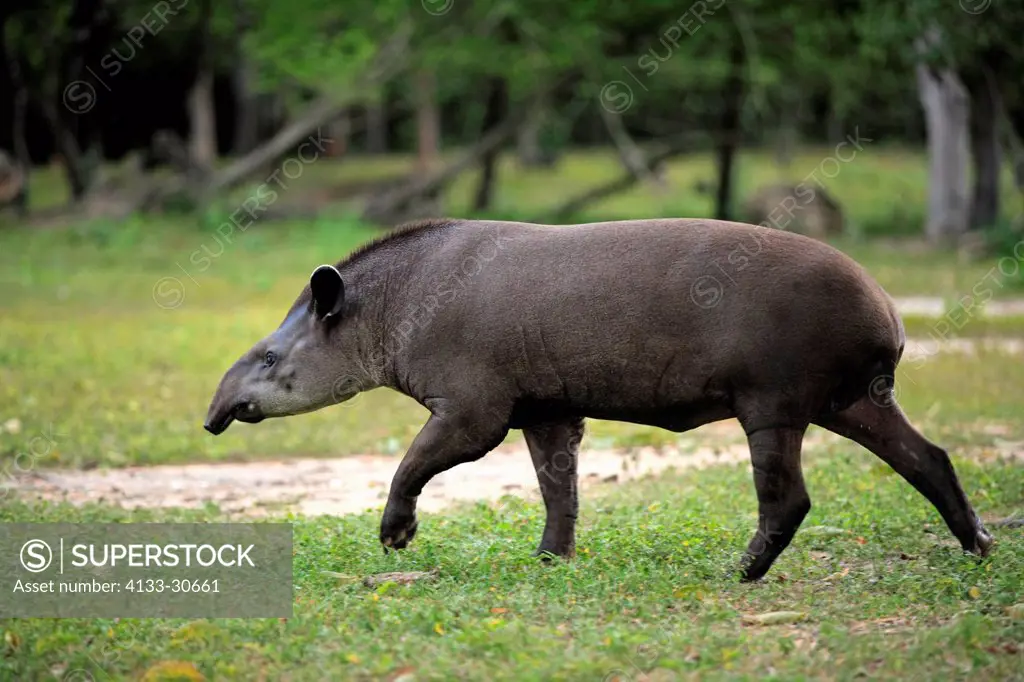 Brazilian Tapir,Lowland Tapir,Tapirus terrestris,Pantanal,Brazil,adult