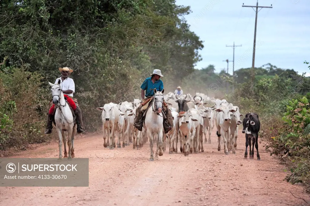 Pantanal Cowboy,Pantaneiro,Horse,Pantaneiro Horse,Pantanal,Brazil,riding,cattle drive