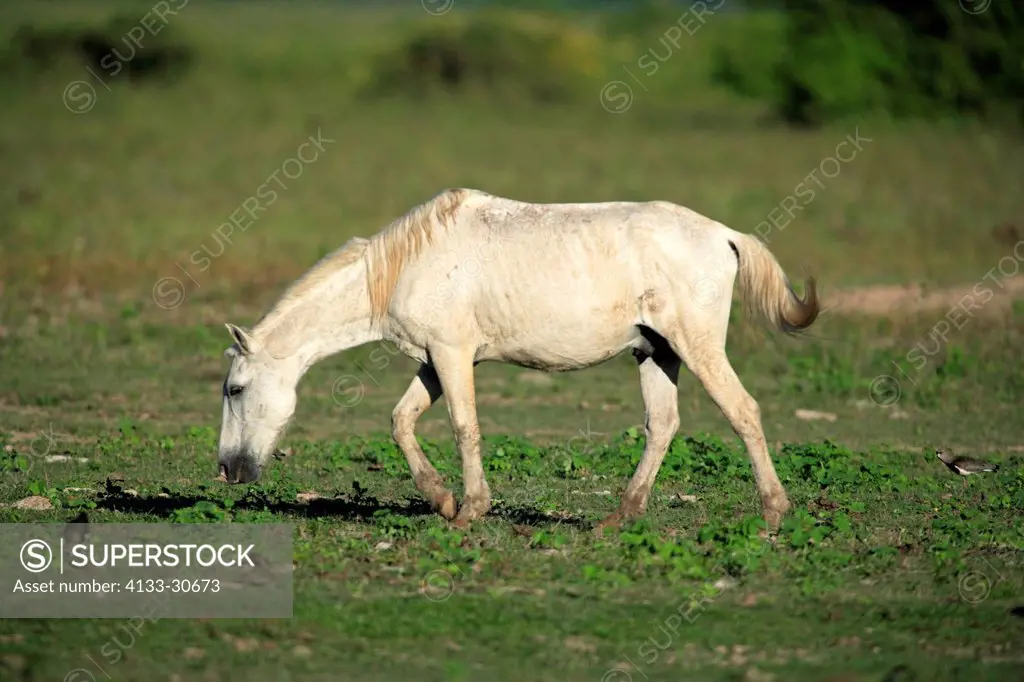 Pantaneiro Horse,Pantanal,Brazil,adult,feeding on grass