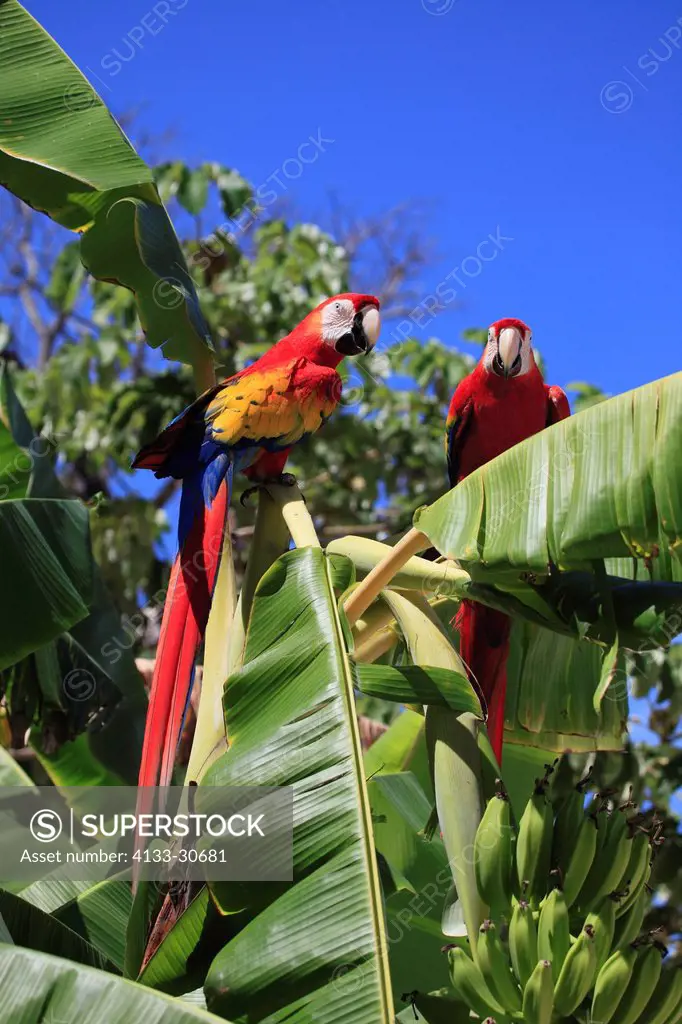 Scarlet Macaw,Ara macao,Roatan,Honduras,Caribbean,Central America,Latin America,two adults on banana plant