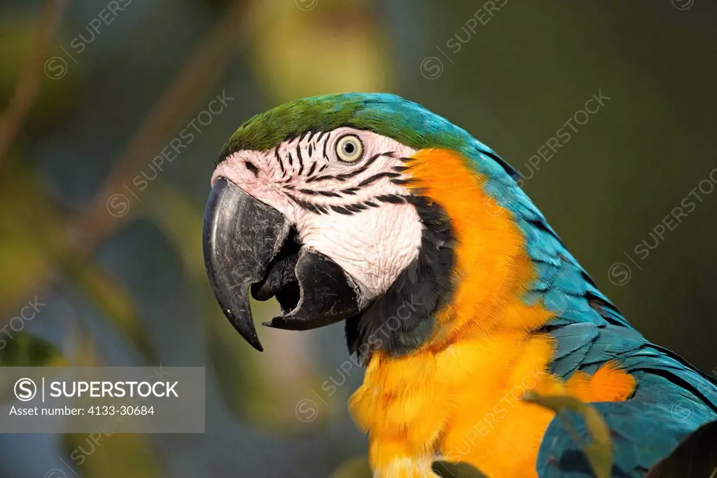 Blue and Yellow Macaw,Ara ararauna,South America,adult portrait