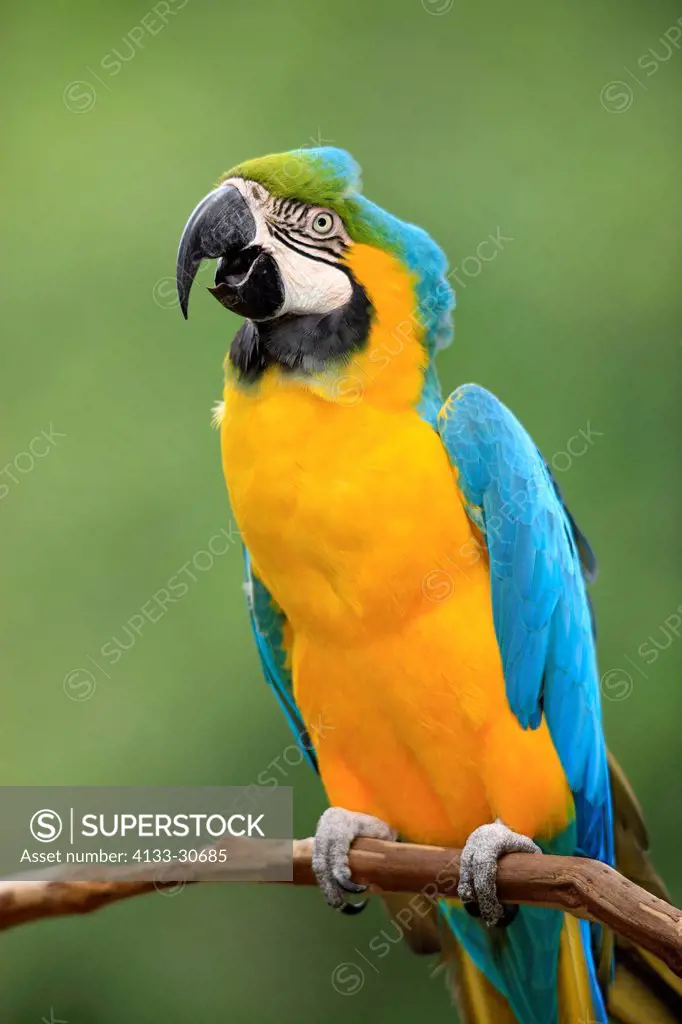 Blue and Yellow Macaw,Ara ararauna,South America,adult portrait