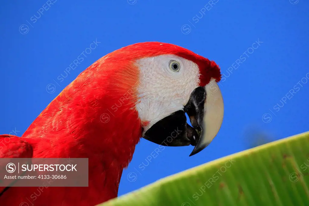 Scarlet Macaw,Ara macao,Roatan,Honduras,Caribbean,Central America,Latin America,adult portrait on banana plant