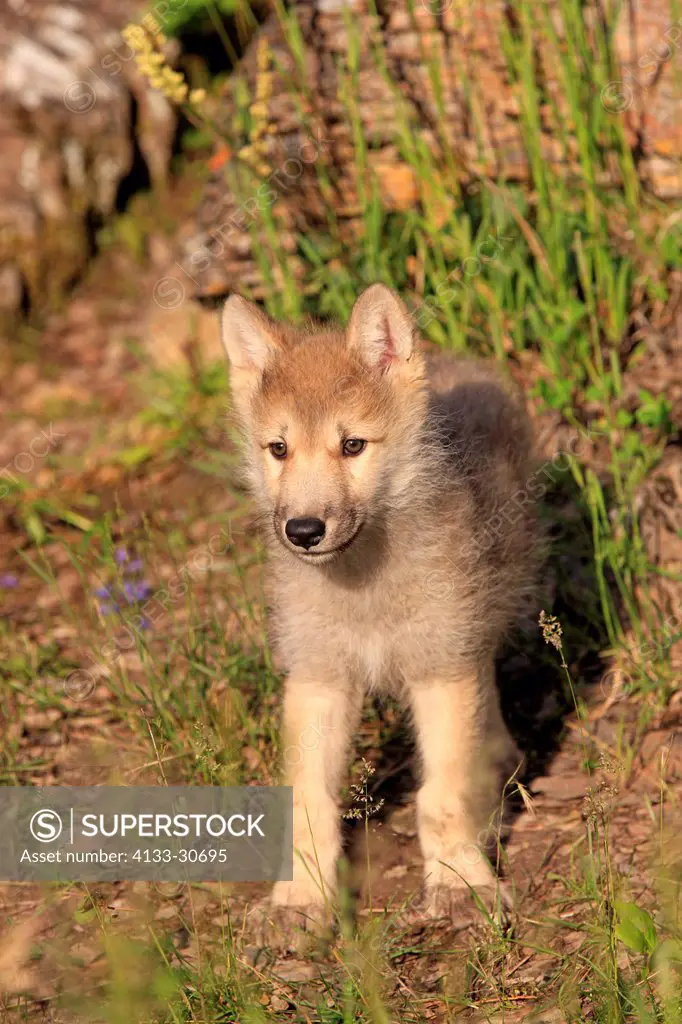 Gray Wolf,Canis lupus,Montana,USA,North America,young eight weeks old