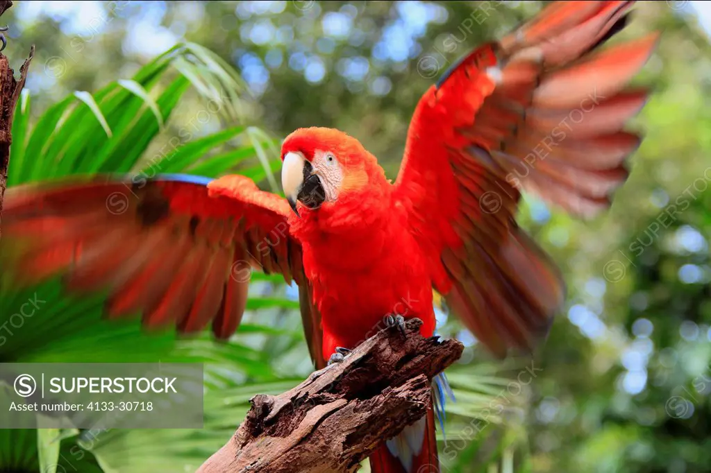 Scarlet Macaw,Ara macao,Roatan,Honduras,Caribbean,Central America,Latin America,adult calling on branch spread wings