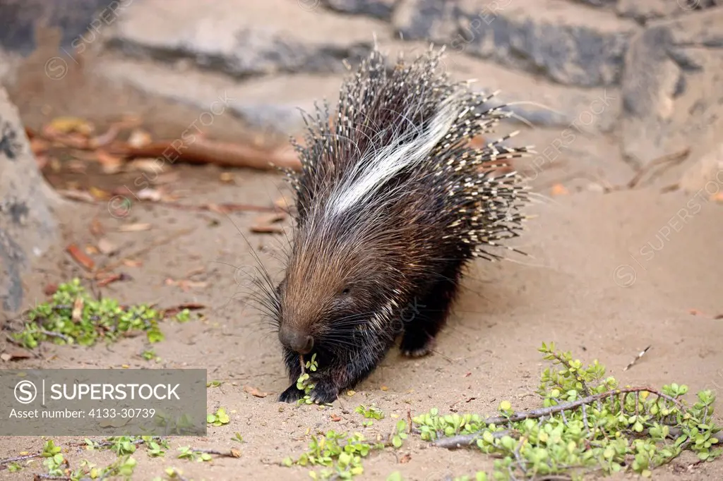 Cape Porcupine, Hystrix africaeaustralis, South Africa, Africa, adult feeding