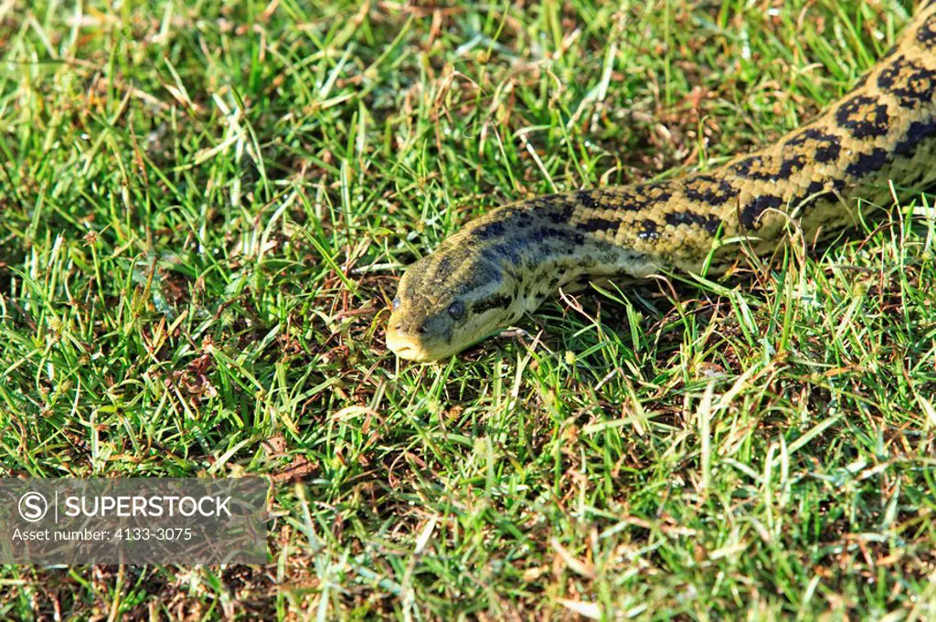 Yellow Anaconda,Eunectes notaeus,Pantanal,Brazil,adult,in grass