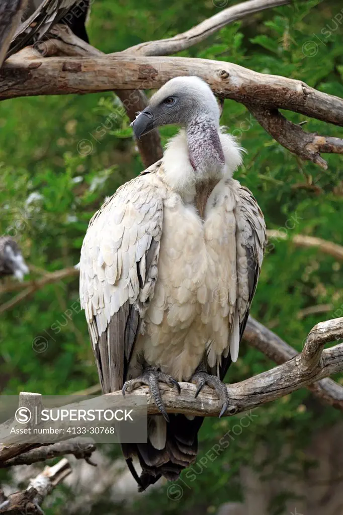 Cape Vulture, Gyps coprotheres, South Africa, Africa, adult on branch