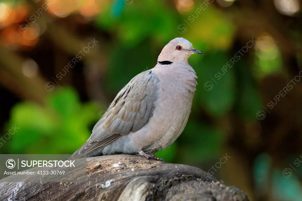 Cape Turtle Dove, Streptopelia capicola, South Africa, Africa, adult on branch