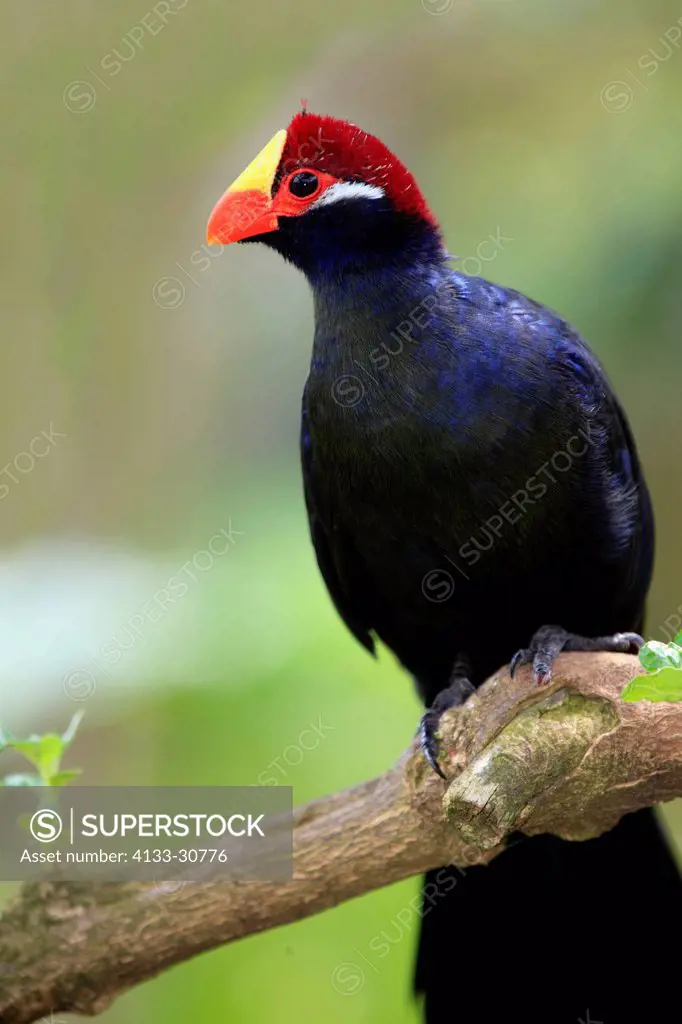 Violaceous Turaco, Violet Turaco, Musophaga violacea, Africa, West Africa, adult on branch