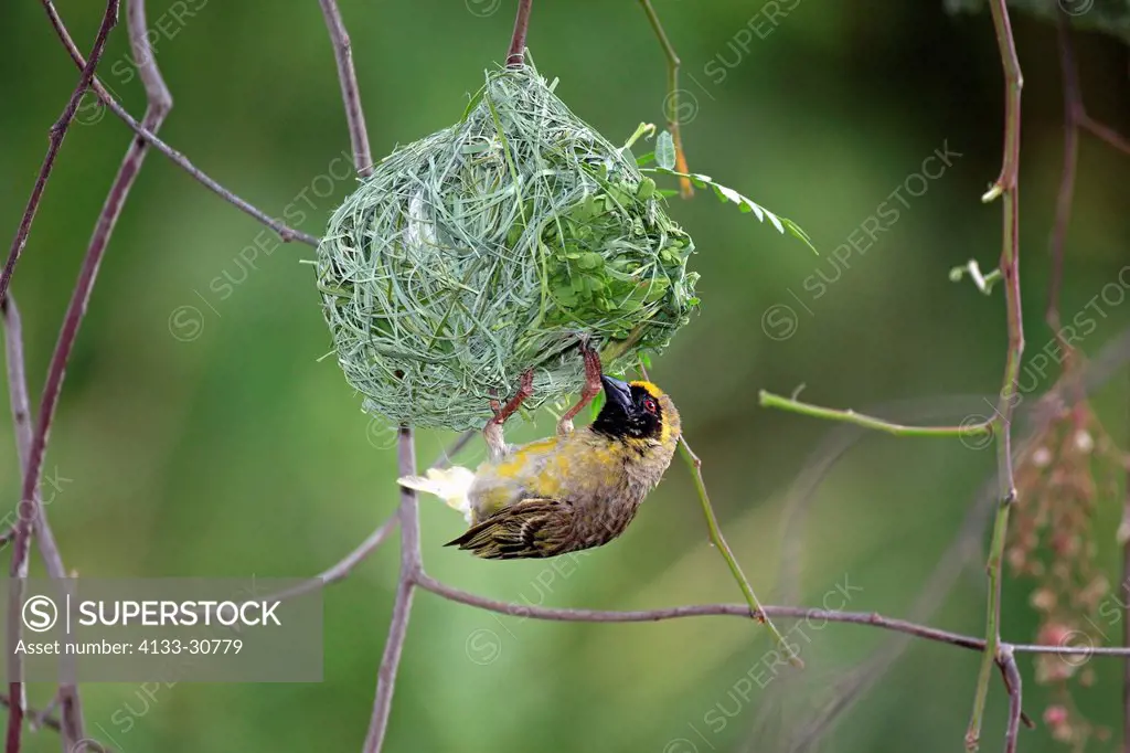 Masked Weaver, Ploceus velatus, Oudtshoorn, Klein Karoo, South Africa, Africa, adult male at nest