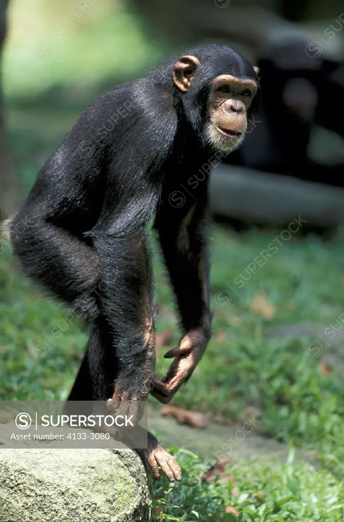 Chimpanzee , Pan troglodytes , Africa , Subadult
