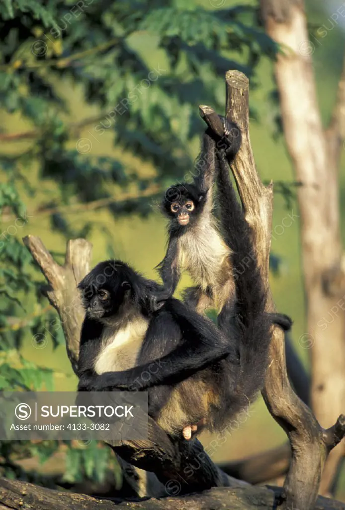 Spider Monkey , Primate , Primates , Ateles geoffroyi , South America , Adult female with young on tree