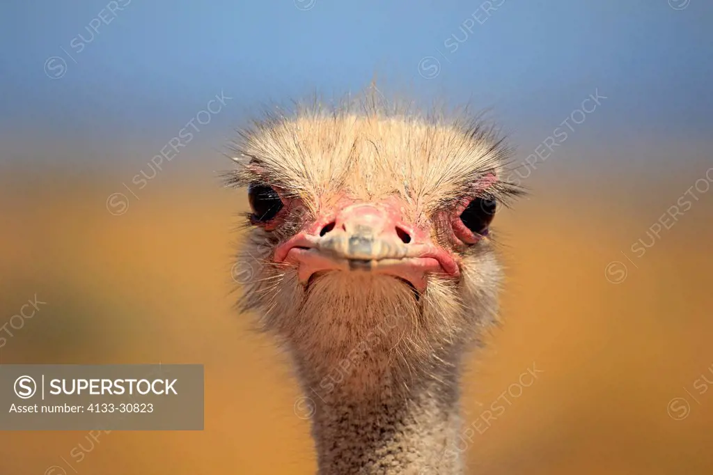 South African Ostrich, Struthio camelus australis, Oudtshoorn, Klein Karoo, South Africa, Africa, adult male portrait