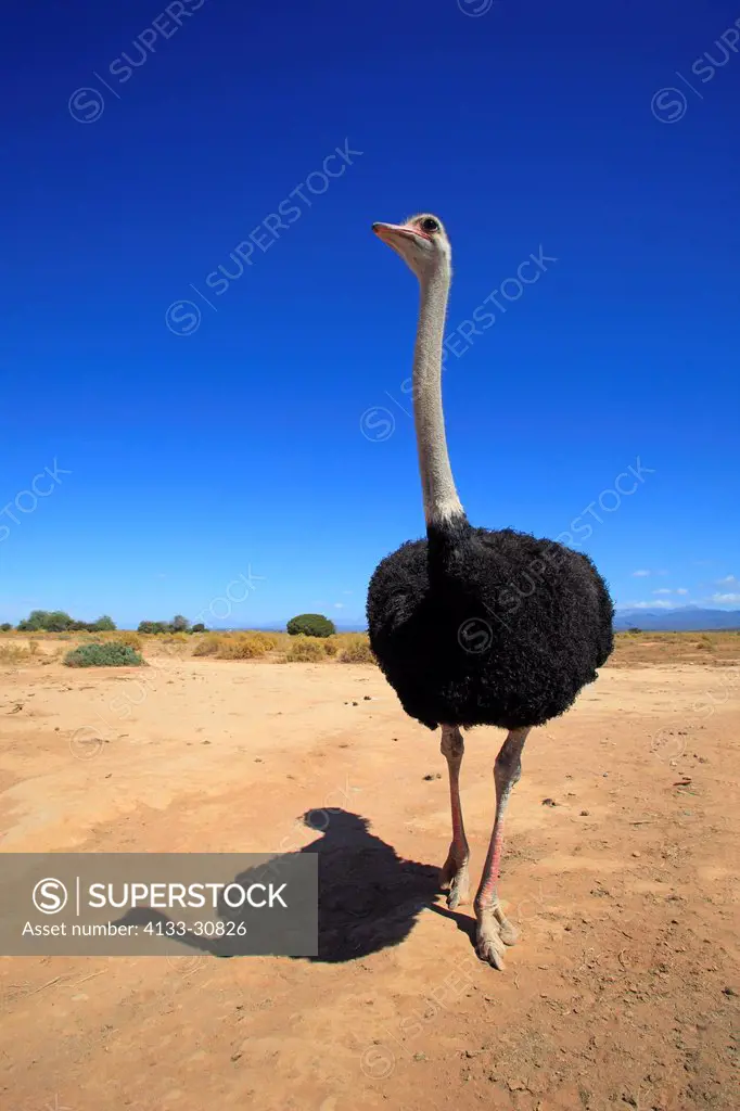 South African Ostrich, Struthio camelus australis, Oudtshoorn, Klein Karoo, South Africa, Africa, adult male