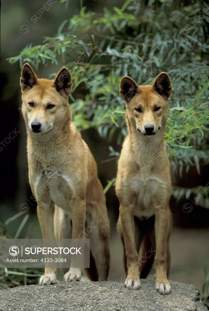 Dingo , Canis familiaris dingo , Australia , Adults , Pair , Couple