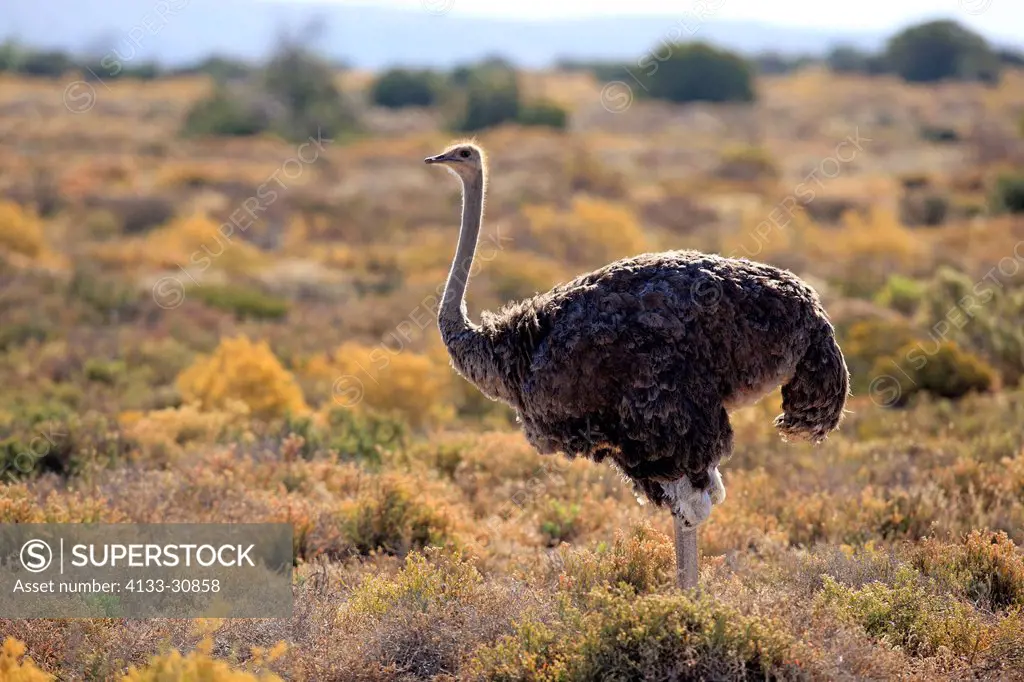 South African Ostrich, Struthio camelus australis, Oudtshoorn, Klein Karoo, South Africa, Africa, adult female